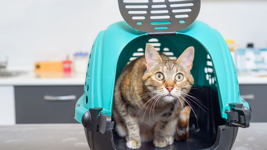 cat in a travel kennel